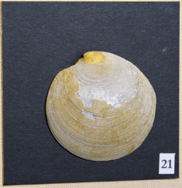 NHM-FT.21-2016 image NHM-FT.21-2016