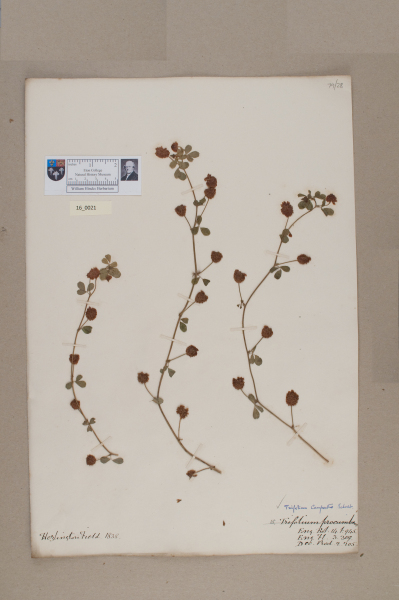 NHM_HH_16.21-2010 image NHM_HH_16.21-2010