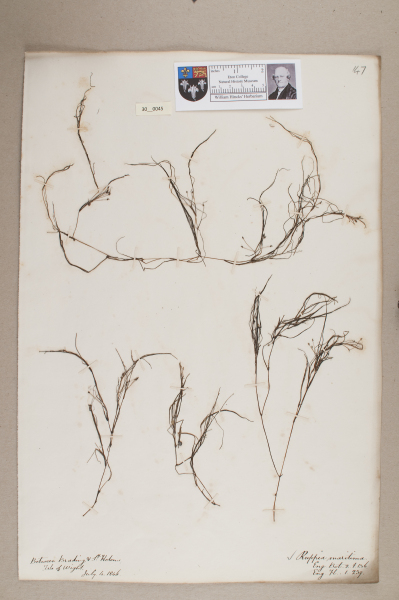 NHM_HH_30.45-2010 image NHM_HH_30.45-2010