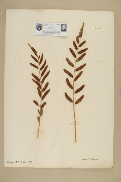 NHM_HH_42.58-2010 image NHM_HH_42.58-2010