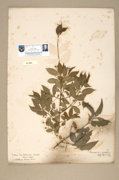 NHM_HH_18.2-2010 image NHM_HH_18.2-2010