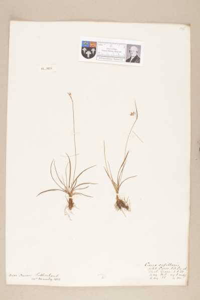 NHM_HH_33.13-2010 image NHM_HH_33.13-2010