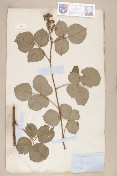 NHM_HH_43.6-2010 image NHM_HH_43.6-2010