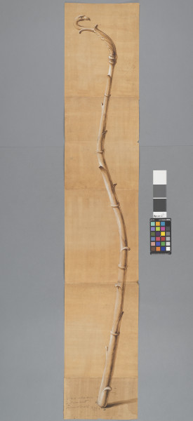 ECL-Bm.14_23-2013 image ECL-Bm.14_23-2013