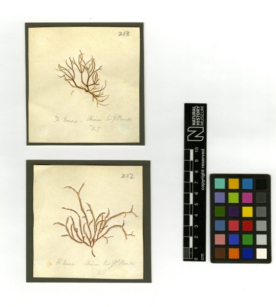 NHM-HH_1.212-2010-A image NHM-HH_1.212-2010-A