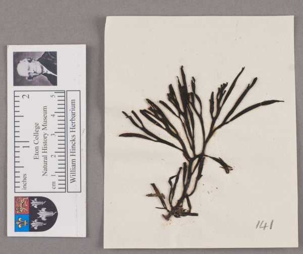 NHM_HH_1.141-2010 image NHM_HH_1.141-2010