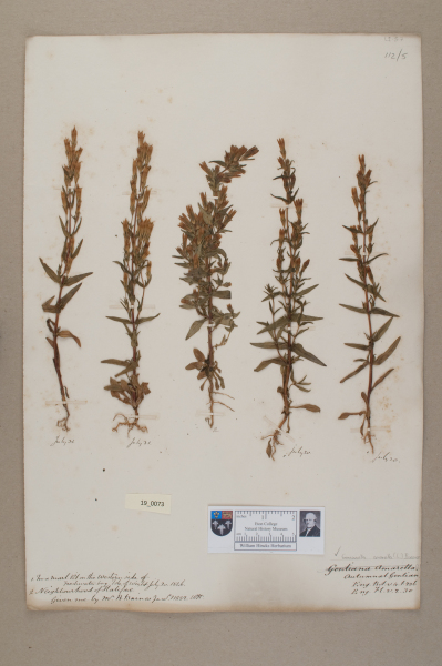 NHM_HH_19.73-2010 image NHM_HH_19.73-2010