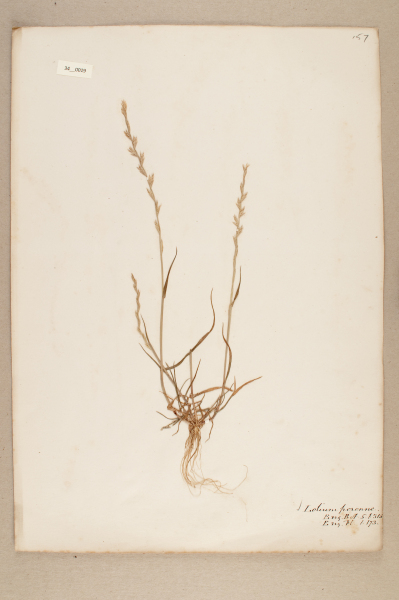 NHM_HH_34.19-2010 image NHM_HH_34.19-2010