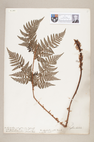 NHM_HH_5.53-2010 image NHM_HH_5.53-2010