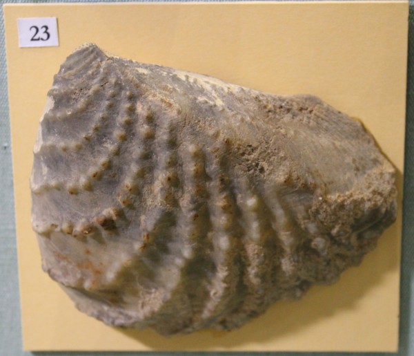 NHM.484-2017 image NHM.484-2017