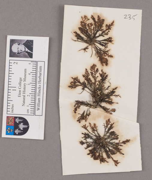 NHM_HH_1.235-2010 image NHM_HH_1.235-2010