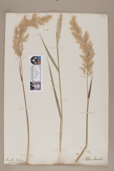 NHM_HH_35.23-2010 image NHM_HH_35.23-2010