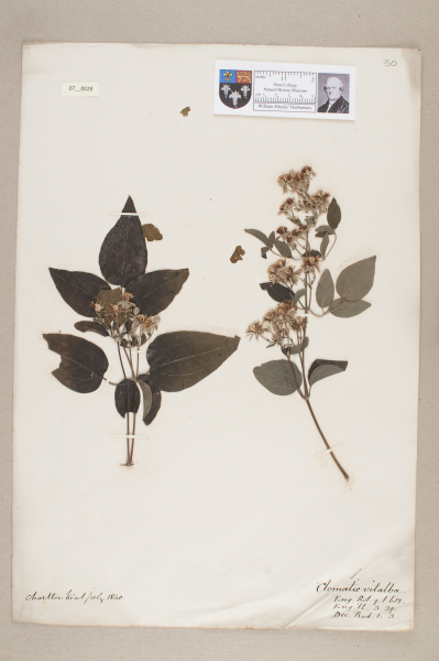 NHM_HH_7.28-2010 image NHM_HH_7.28-2010