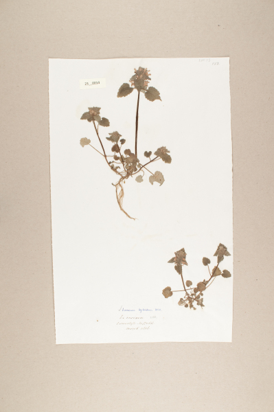 NHM_HH_23.14-2010 image NHM_HH_23.14-2010