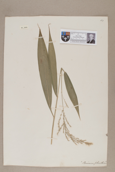 NHM_HH_36.35-2010 image NHM_HH_36.35-2010