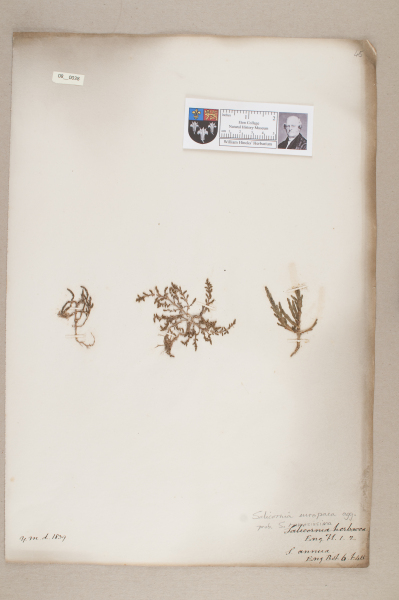 NHM_HH_8.38-2010 image NHM_HH_8.38-2010