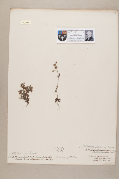 NHM_HH_10.48-2010 image NHM_HH_10.48-2010