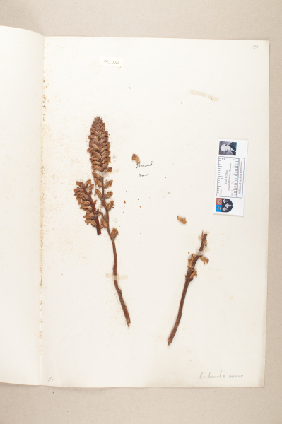 NHM_HH_24.24-2010 image NHM_HH_24.24-2010