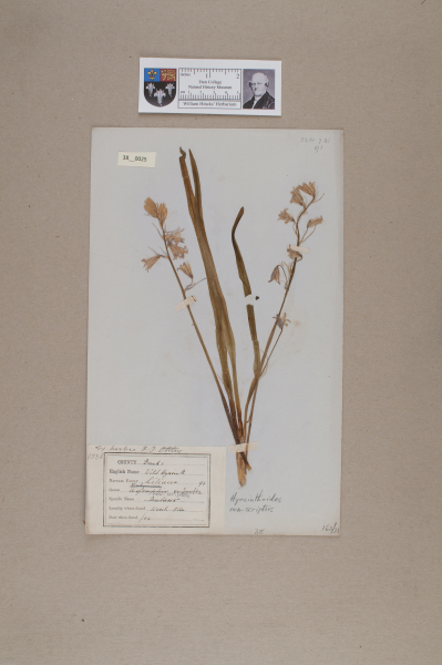 NHM_HH_38.25-2010 image NHM_HH_38.25-2010