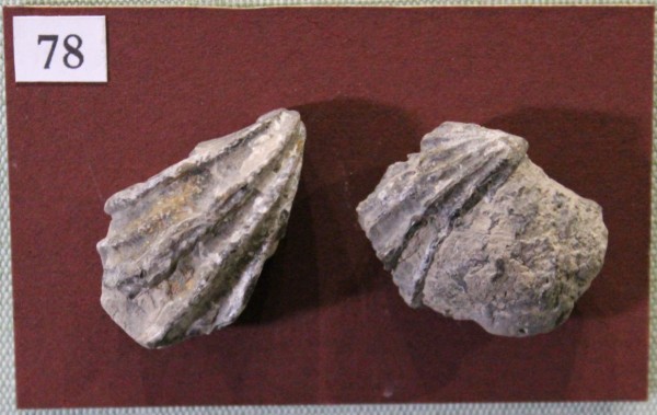 NHM.539-2017 image NHM.539-2017