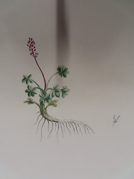 image FDA-E.2916_32_21-2016-A