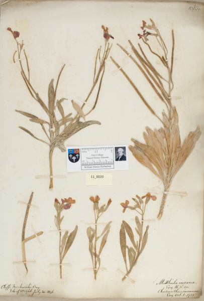 NHM_HH_11.20-2010 image NHM_HH_11.20-2010