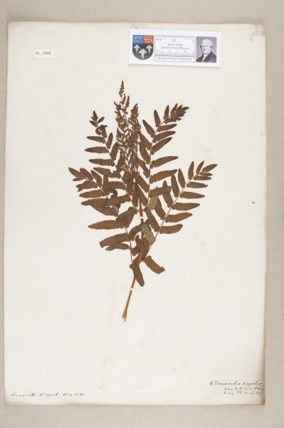 NHM_HH_4.6-2010 image NHM_HH_4.6-2010