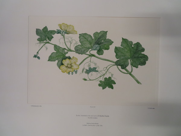 image FDA-E.2916_29_5-2016