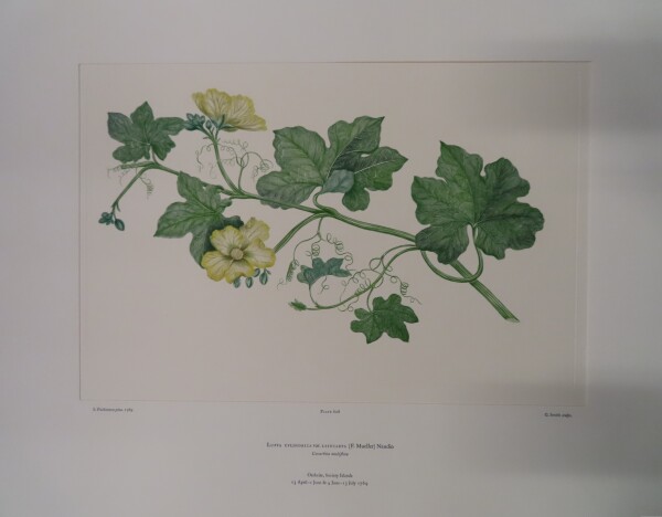 FDA-E.2916_29_5-2016 image FDA-E.2916_29_5-2016