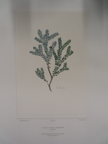 image FDA-E.2916_34_7-2016