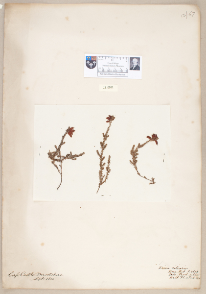 NHM_HH_12.21-2010 image NHM_HH_12.21-2010