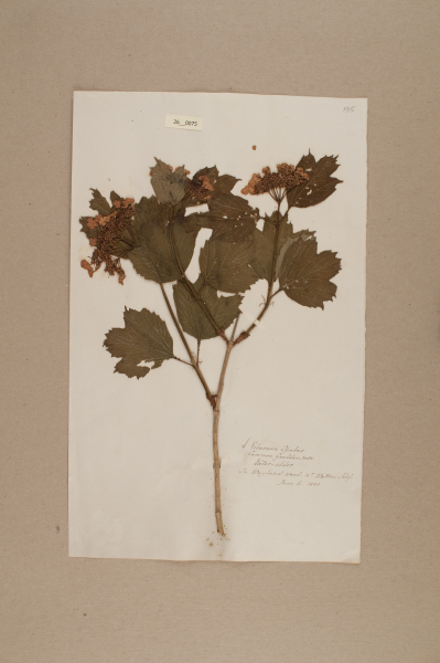 NHM_HH_26.75-2010 image NHM_HH_26.75-2010