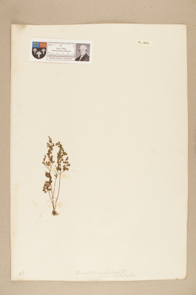 NHM_HH_41.10-2010 image NHM_HH_41.10-2010