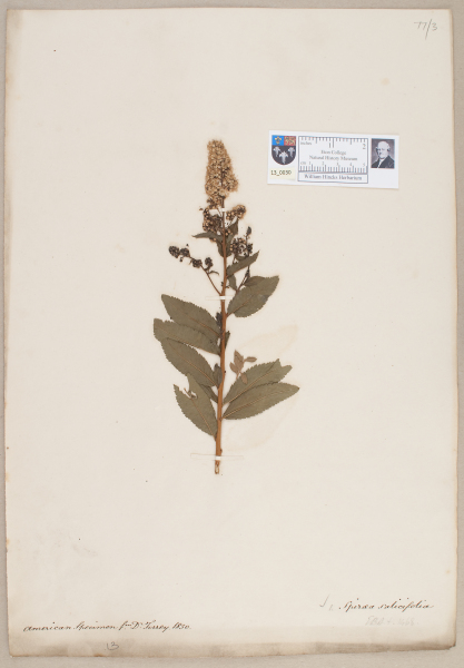 NHM_HH_13.30-2010 image NHM_HH_13.30-2010