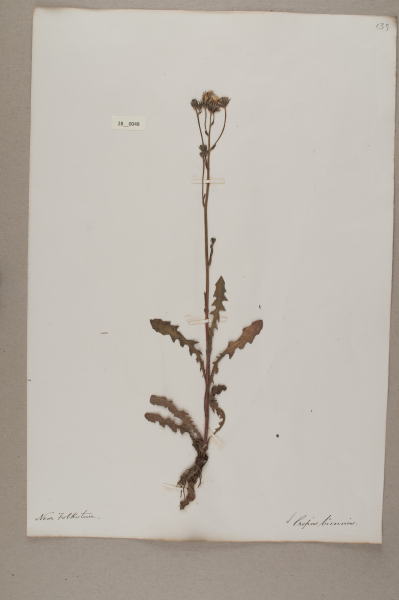 NHM_HH_28.48-2010 image NHM_HH_28.48-2010