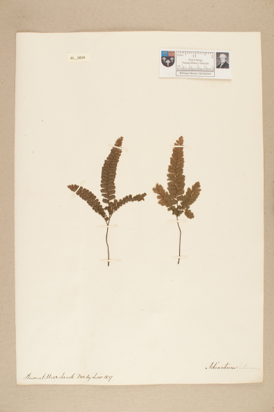 NHM_HH_41.34-2010 image NHM_HH_41.34-2010