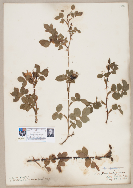 NHM_HH_14.9-2010 image NHM_HH_14.9-2010