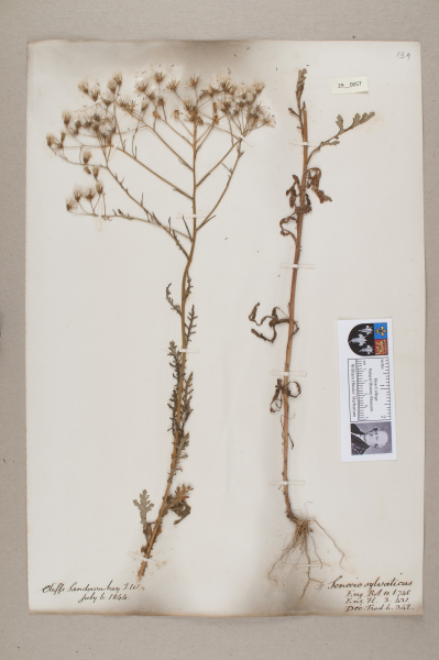 NHM_HH_29.57-2010 image NHM_HH_29.57-2010