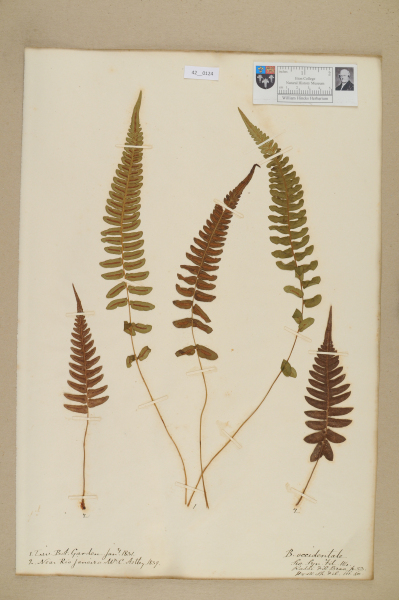 image NHM_HH_42.124-2010