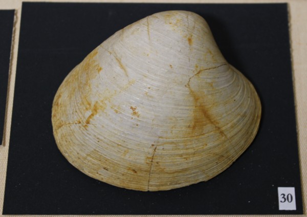 NHM-FT.30-2016 image NHM-FT.30-2016