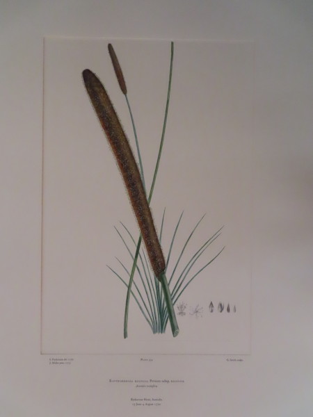 image FDA-E.2916_15_22-2016-A