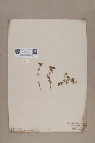 NHM_HH_16.30-2010 image NHM_HH_16.30-2010