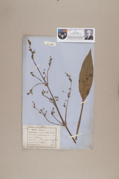 NHM_HH_30.8-2010 image NHM_HH_30.8-2010