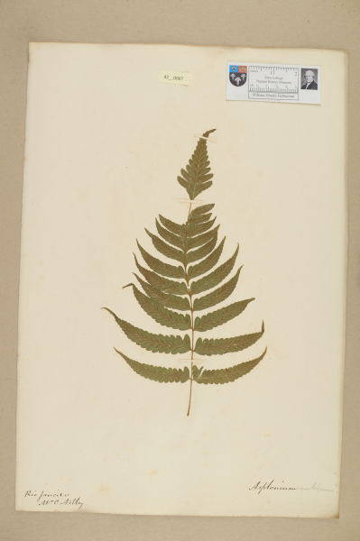 NHM_HH_42.67-2010 image NHM_HH_42.67-2010