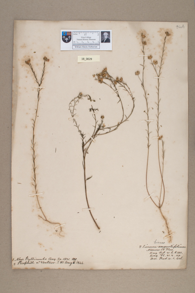 NHM_HH_18.29-2010 image NHM_HH_18.29-2010