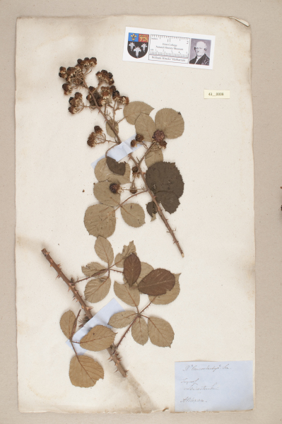 NHM_HH_43.8-2010 image NHM_HH_43.8-2010