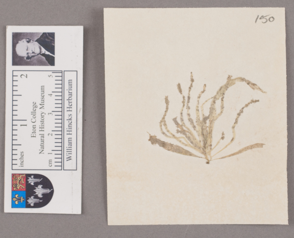 NHM_HH_1.150-2010 image NHM_HH_1.150-2010