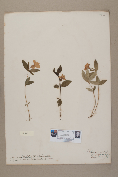 NHM_HH_19.82-2010 image NHM_HH_19.82-2010