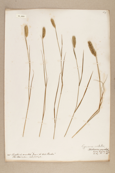 NHM_HH_34.29-2010 image NHM_HH_34.29-2010