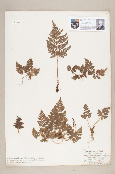 NHM_HH_5.62-2010 image NHM_HH_5.62-2010